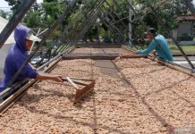 Indonesia Eyes Cocoa Export Boost After EU Policy Delay, US Tariff Cut