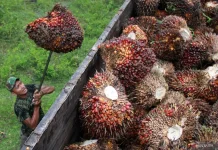 One-Gate Export System Expected to Improve National Palm Oil Trade Governance