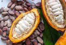 Indonesia’s Cocoa Reference Price Falls 29.21 Percent in March 2026