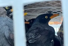 Authorities Seize 111 Protected Bird Species from Illegal Trafficking in Lampung
