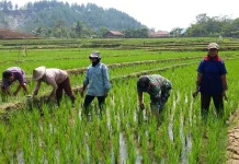 Indonesia’s Rice Production Rises 38.56 Percent in Early 2026