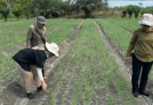 Palangka Raya Boosts Horticultural Production to Strengthen Food Security