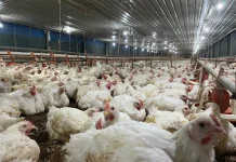 Saudi Arabia Bans Poultry Imports From Indonesia