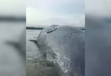 Ten Meter Whale Carcass Washes Ashore Totobo Beach Kolaka