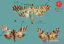 BRIN Names Two New Moth Species as Sutrisno & Ubaidillah