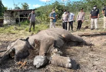 Plantation Owner Charged Over Sumatran Elephant Death in Riau
