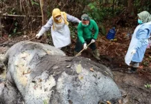 Indonesia Vows Tough Penalties After Brutal Killing of Sumatran Elephant in Riau