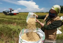 Indonesia Confident in Food and Drug Security Despite Middle East Conflict