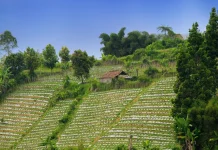 Indonesia Renews Partnership with World Agroforestry for Sustainable Forestry