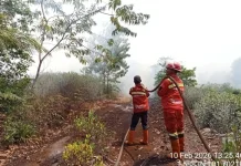 Five Riau Regions Declare Emergency as Wildfires Escalate