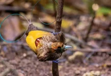 59 Critical Bird Habitats in Papua Mapped for Biodiversity Conservation