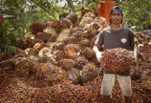 Indonesia Moves to Suspend Concessions Against EU Over Palm Oil Dispute