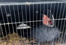 Forestry Ministry Investigates Illegal International Wildlife Trade