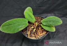 Rare "Cat-Tongue" Plant Species Discovered in North Sumatra