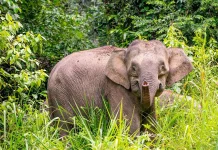 Indonesia Coordinates Cross-Border Effort to Save Bornean Elephant Calf