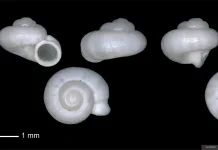 New Endemic Snail Species Discovered in South Sumatra Karst Region