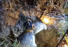 Rare Malayan Tapir Rescued from Well at Muara Jambi Temple Site