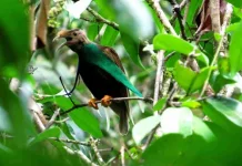 Tidore Kepulauan Formulates Biodiversity Profile to Secure Natural Assets