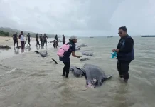 55 Whales Stranded in Rote Ndao, 34 Rescued