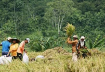 BRIN Develops Decentralized AI to Secure Indonesia's Food