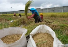 Indonesia Projects Rice Stockpiles of 47.1 Million Tons in 2026