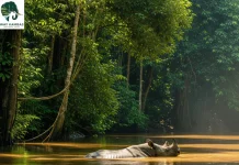 Govt Develops Innovative Funding Scheme for National Park Management