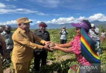 Jayawijaya Promotes Local Food Sovereignty Through Sweet Potatoes