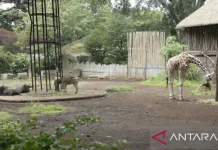 Bandung Zoo Remains Closed During Upcoming Eid al-Fitr Holiday