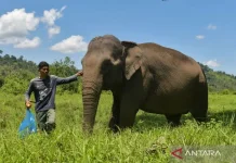 Govt Plans Elephant Habitat Corridors in Plantations and Mining Areas