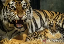 Bengal Tiger Cub Dies at Bandung Zoo
