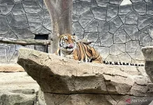 Second Bengal Tiger Cub Dies at Bandung Zoo
