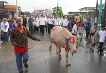 Jepara's Lomban Syawalan Returns with Albino Buffalo Parade to Boost Tourism