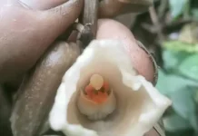 New Orchid Species Discovered on Mount Semeru’s Southern Slopes