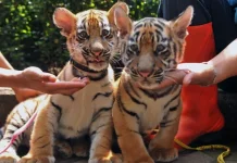Two Bengal Tiger Cubs at Bandung Zoo Die from Panleukopenia Virus