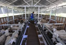 BRIN and FAO Partner to Drive Science-Based Transformation in Livestock Industry