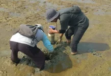 Agriculture Ministry Promotes Water-Saving Irrigation to Boost Rice Resilience