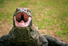 Indonesia-Japan Partnership Aims to Support Komodo Dragon Breeding Efforts