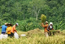 Indonesia Strengthens Food Security with Main Rice Harvest