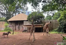 Lawmaker Urges Immediate Intervention Following Tiger Cubs' Death at Bandung Zoo