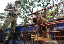 The House Deliberates Regulation to Ban Dog and Cat Meat Consumption