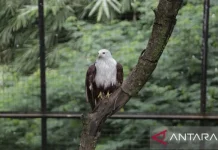 BBKSDA to Relocate Bandung Zoo Animals Amidst Uncertainty
