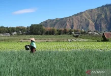 NTB Accelerates Food Expansion with 1,347-Hectare Rice Field in Sumbawa
