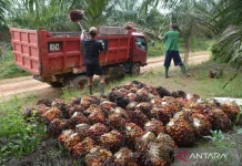 Indonesia Adjusts Export Prices for Strategic Commodities in April 2026