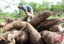 BRIN Calls Cassava Potential as Indonesia’s Strategic Sustainable Commodity