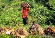 Indonesia’s Palm Oil Exports Surge 26.4 Percent to USD 4.69 Billion