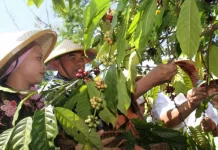 Robusta Coffee of Tempur Village Aims for Geographical Indication Recognition