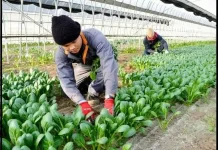 Ministry Promotes Japanese Language Training to Boost Global Job Opportunities