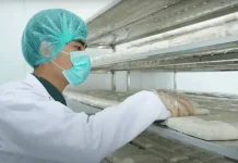 Indonesian Tempe Breaks into Chilean Market Through IC-CEPA