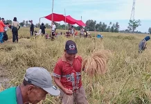 Marusu Kingdom Safeguards Heritage with Ancient "Katto Bokko" Harvest Festival