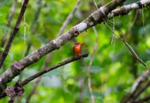 Sulawesi Leads Indonesia with 159 Endemic Bird Species